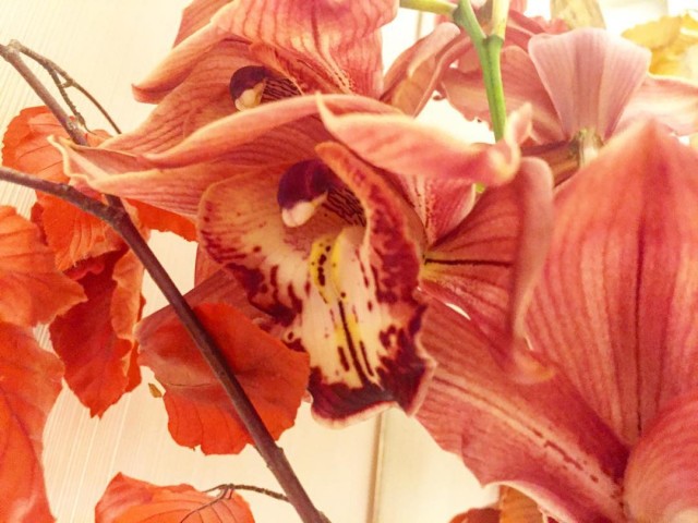 Primer plano de flores de orquídea de pétalos anaranjados y rayados, junto a ramas con hojas rojizas