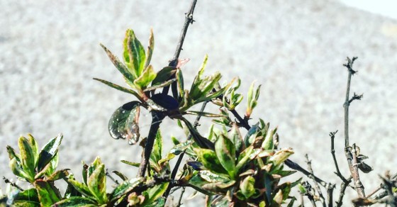 "La naturaleza no es otra cosa que Dios en las cosas..." Giordano Bruno :)) - Roser Amills, escritora mallorquina