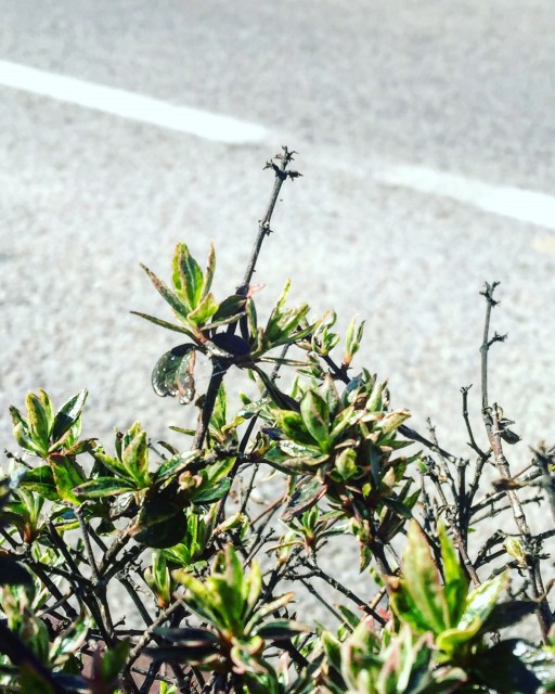 Planta junto a un camino, con la cita de Giordano Bruno sobre la naturaleza