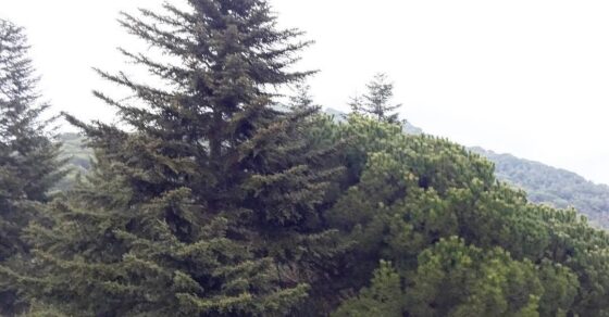 Un abeto y un pino frente a una ventana, con montañas al fondo y cielo blanco