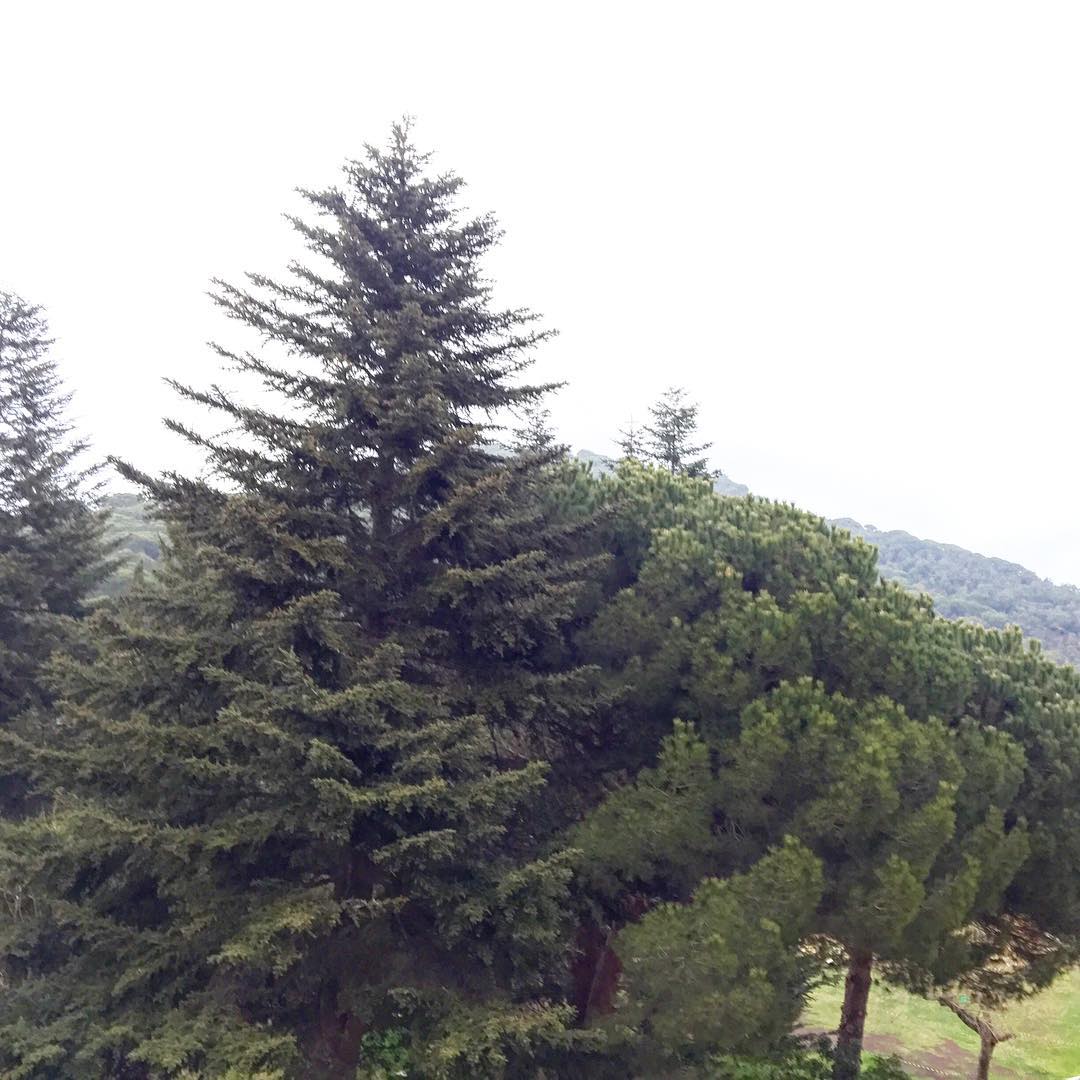 Un abeto y un pino frente a una ventana, con montañas al fondo y cielo blanco