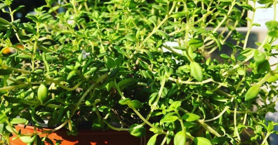 Buenos días desde este micro jardín urbano, levántate y a disfrutar - Roser Amills, escritora mallorquina