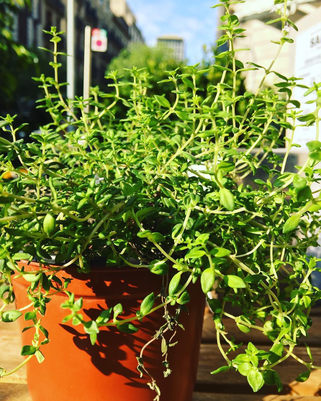 Buenos días desde este micro jardín urbano, levántate y a disfrutar