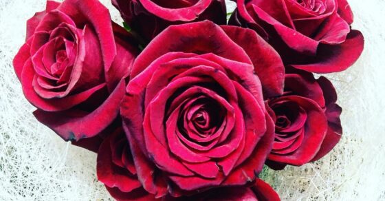 Ramo de rosas rojas sobre un fondo de fibras blancas, regalo de Autors de Cornellà