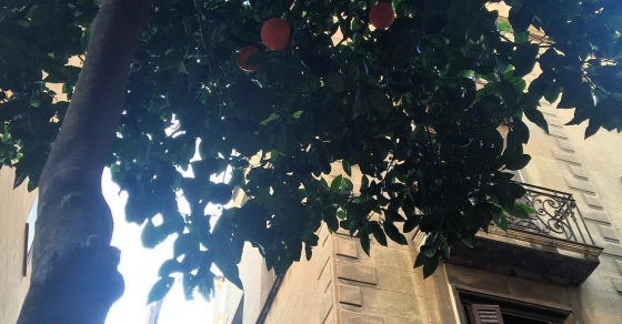 naranjas amargas barri de gracia