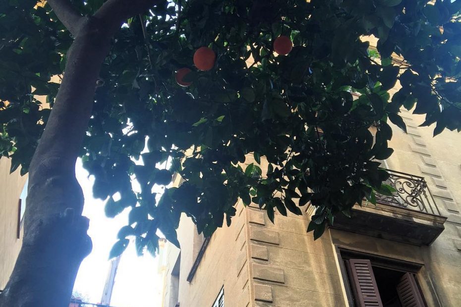 naranjas amargas barri de gracia