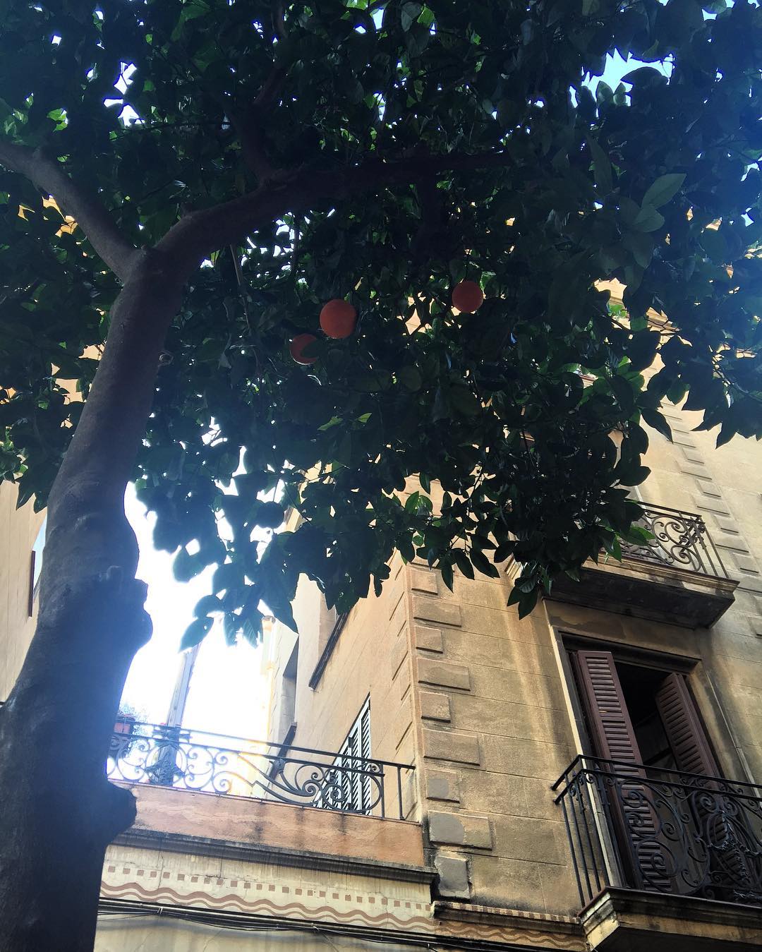 naranjas amargas barri de gracia