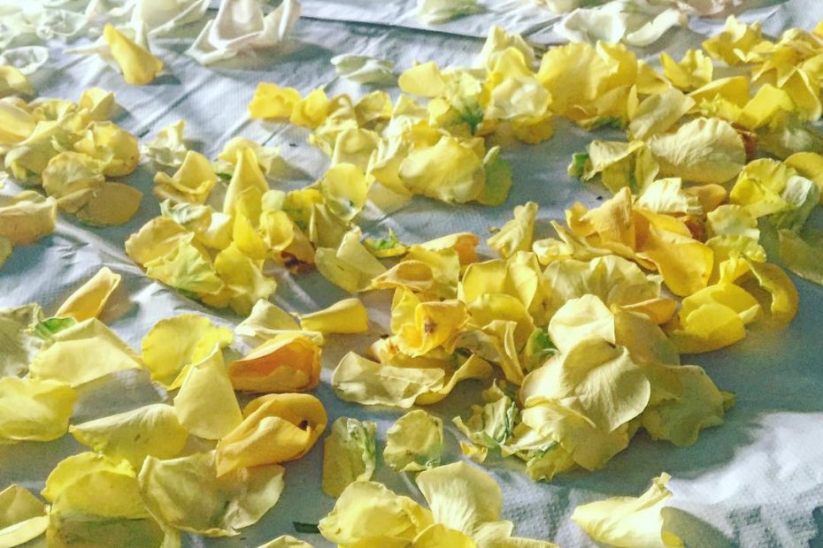 retrato de Roser Amills en Berga, por Frederic Garrido