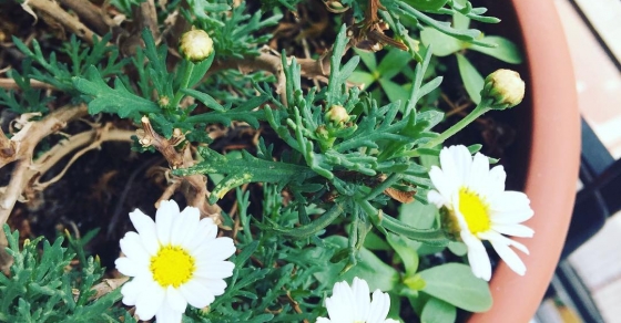 Las margaritas han vuelto a brotar: augurio de #felizverano ;)) - Roser Amills, escritora mallorquina