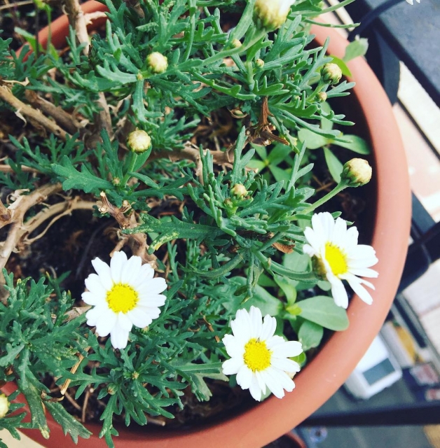 Las margaritas han vuelto a brotar