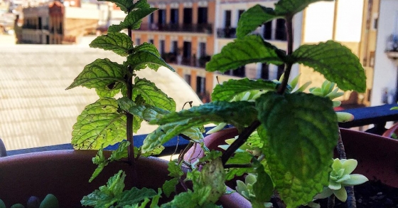 Menta de Gràcia ;)) #amillsmorning #bondia #buenosdias 2 menta