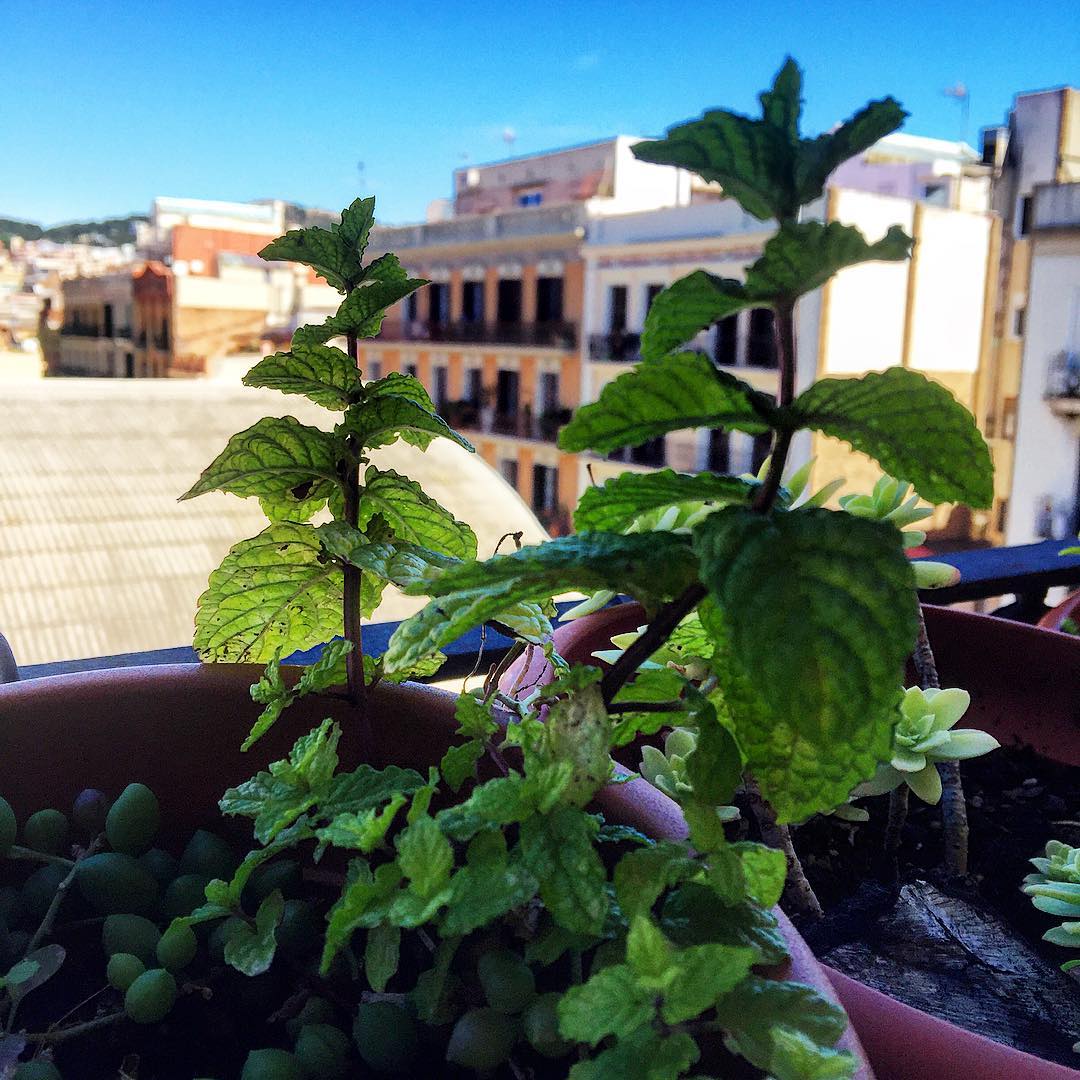 Menta de Gràcia ;)) #amillsmorning #bondia #buenosdias 1 Menta de Gràcia ;)) #amillsmorning #bondia #buenosdias #goodmorning #morning #day #barcelona #barridegracia #daytime #sunrise #morn #awake #wakeup #wake #wakingup #ready #sleepy #sluggish #snooze #instagood #earlybird #sky #photooftheday #gettingready #goingout #sunshine #instamorning #early #fresh #refreshed