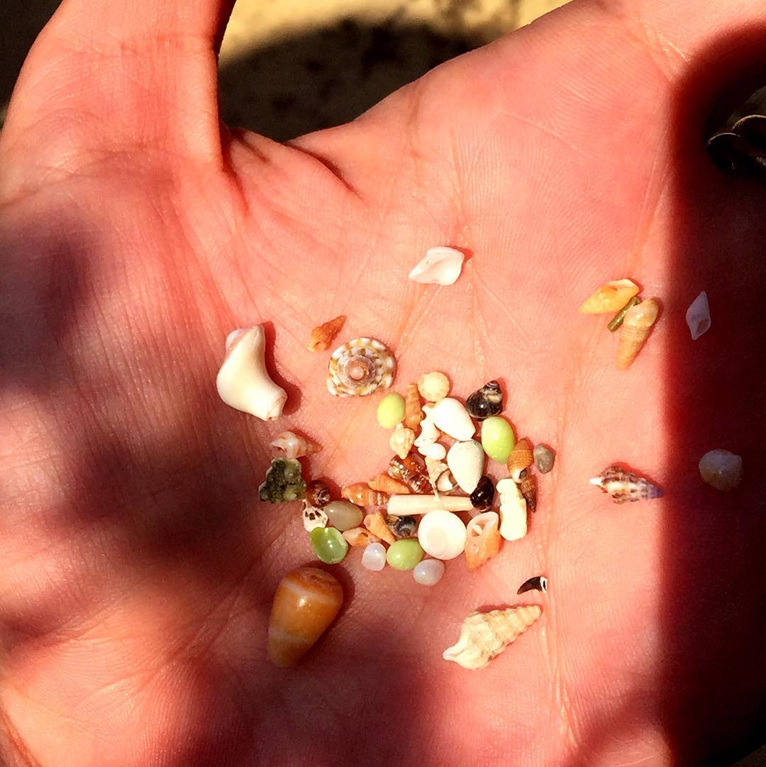 La maravilla de lo diminuto en la palma de la mano 