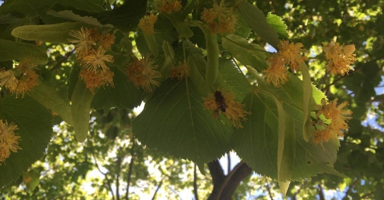 Ves las abejas? - Roser Amills, escritora mallorquina
