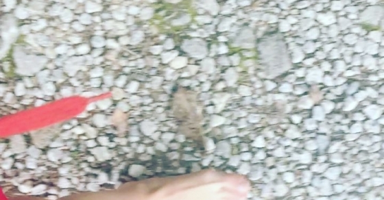 pies de roser amills