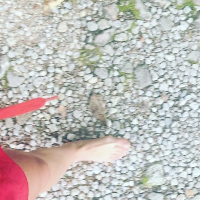 pies de roser amills