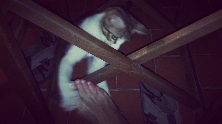 Fiesta del lindo gatito y un pie ;))
