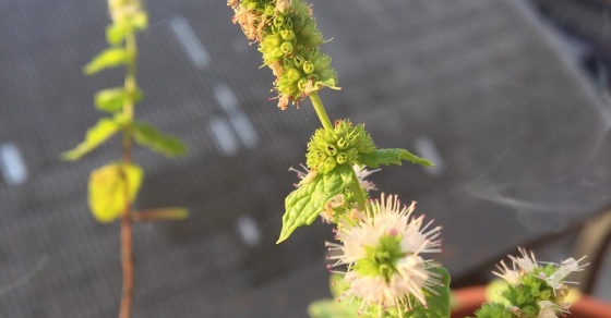 Sin filtros, #menta en flor ;)) #flowers #flower #petal #petals #nature #beautiful #love #pretty #flowerstagram #flowersofinstagram #flowerstyles_gf #flowerslovers #flowerporn #floral #florals #insta_pick_blossom #flowermagic #instablooms #bloom #blooms #floweroftheday - Roser Amills, escritora mallorquina
