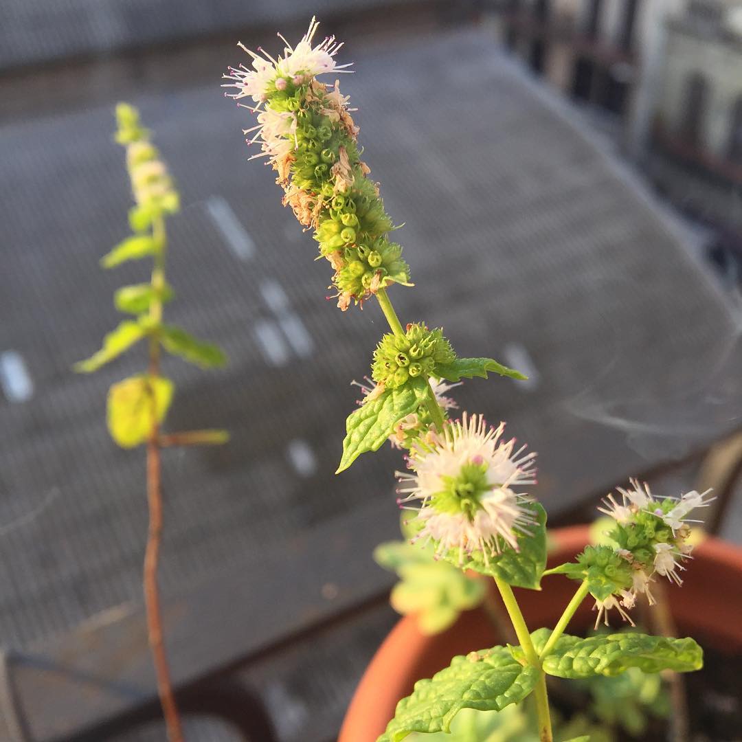 Sin filtros, #menta en flor.#flowers #flower #petal #petals #nature #beautiful #love #pretty #flowerstagram #flowersofinstagram #flowerstyles_gf #flowerslovers #flowerporn #floral #florals #insta_pick_blossom #flowermagic #instablooms #bloom #blooms #floweroftheday