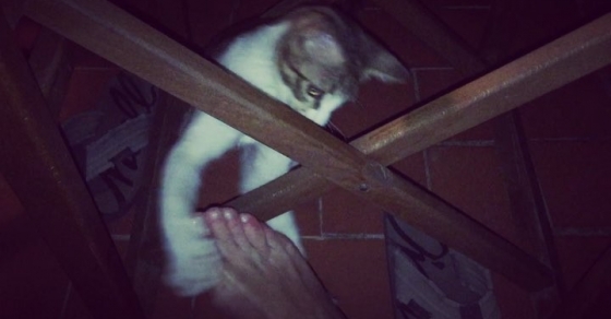 Pies de Roser Amills