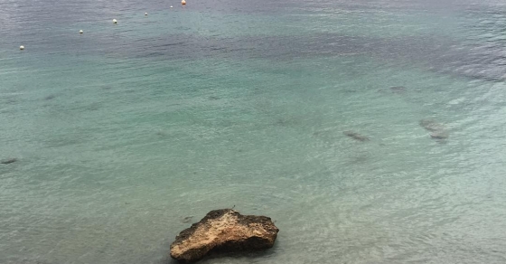 Sin filtros, Formentor ahora - Roser Amills, escritora mallorquina