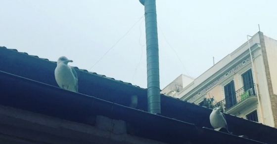 Las gaviotas del barrio dan un poco de yuyu ;)) - Roser Amills, escritora mallorquina
