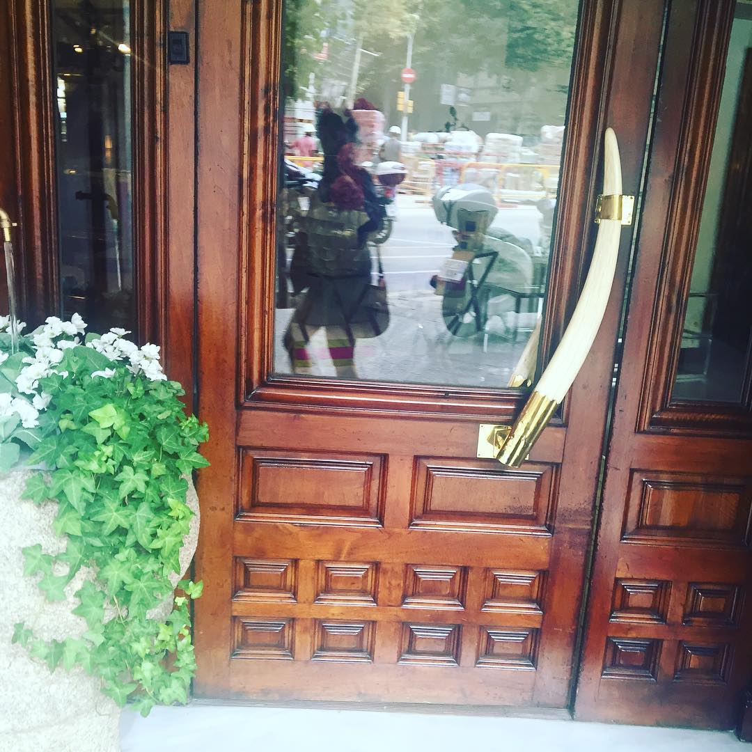 colmillo de elefante