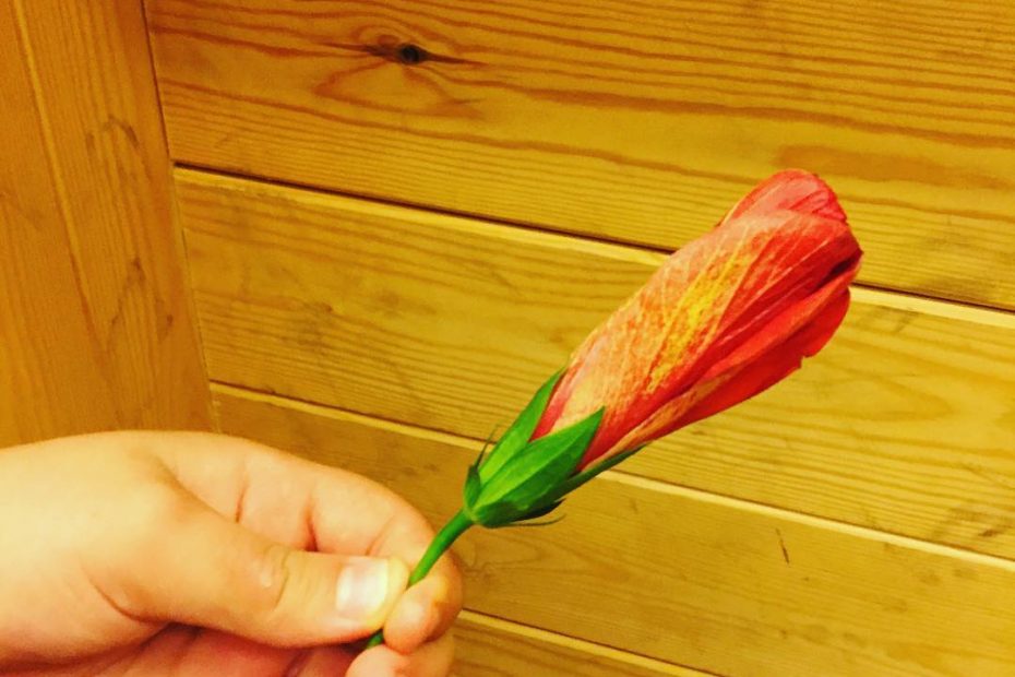 Flor Regalo De Juan El Hijo De Roser Amills