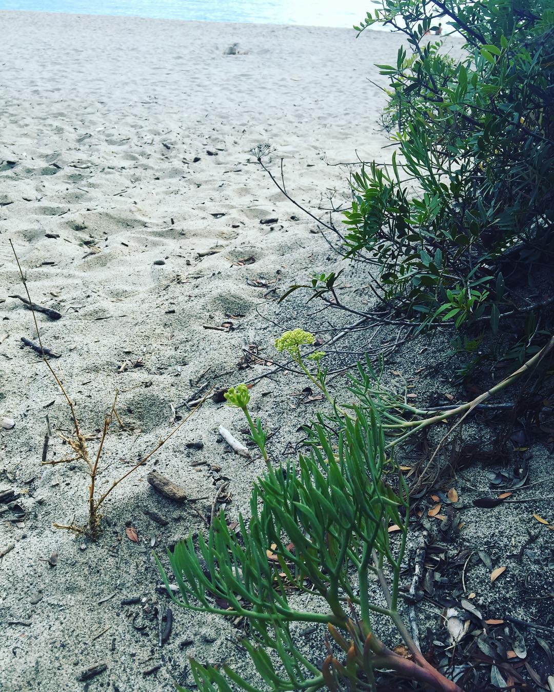 El hinojo marino es un ingrediente fundamental del #pamboli mallorquín. Aquí el que crece en Palinuro #ilviottolo