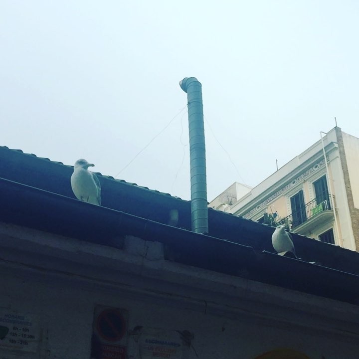 Las gaviotas del barrio dan un poco de yuyu  