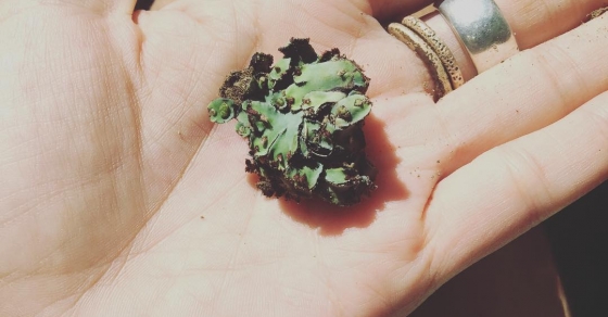 Helecho De Ravello Napoles