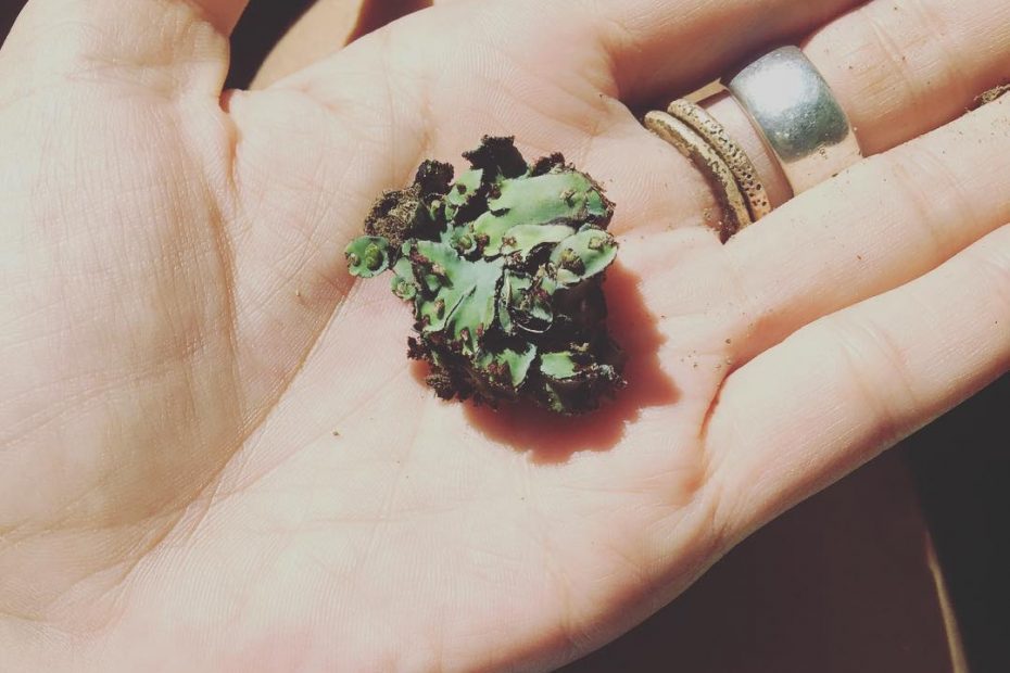 Helecho De Ravello Napoles