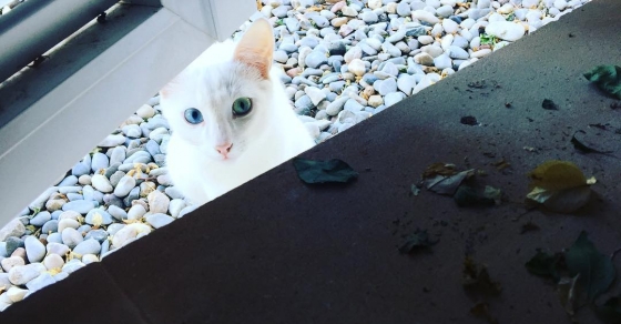 hotel barcelo formentor 2016