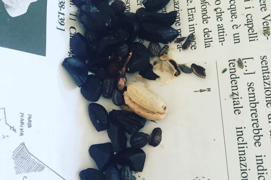 Semillas De Palinuro Napoles