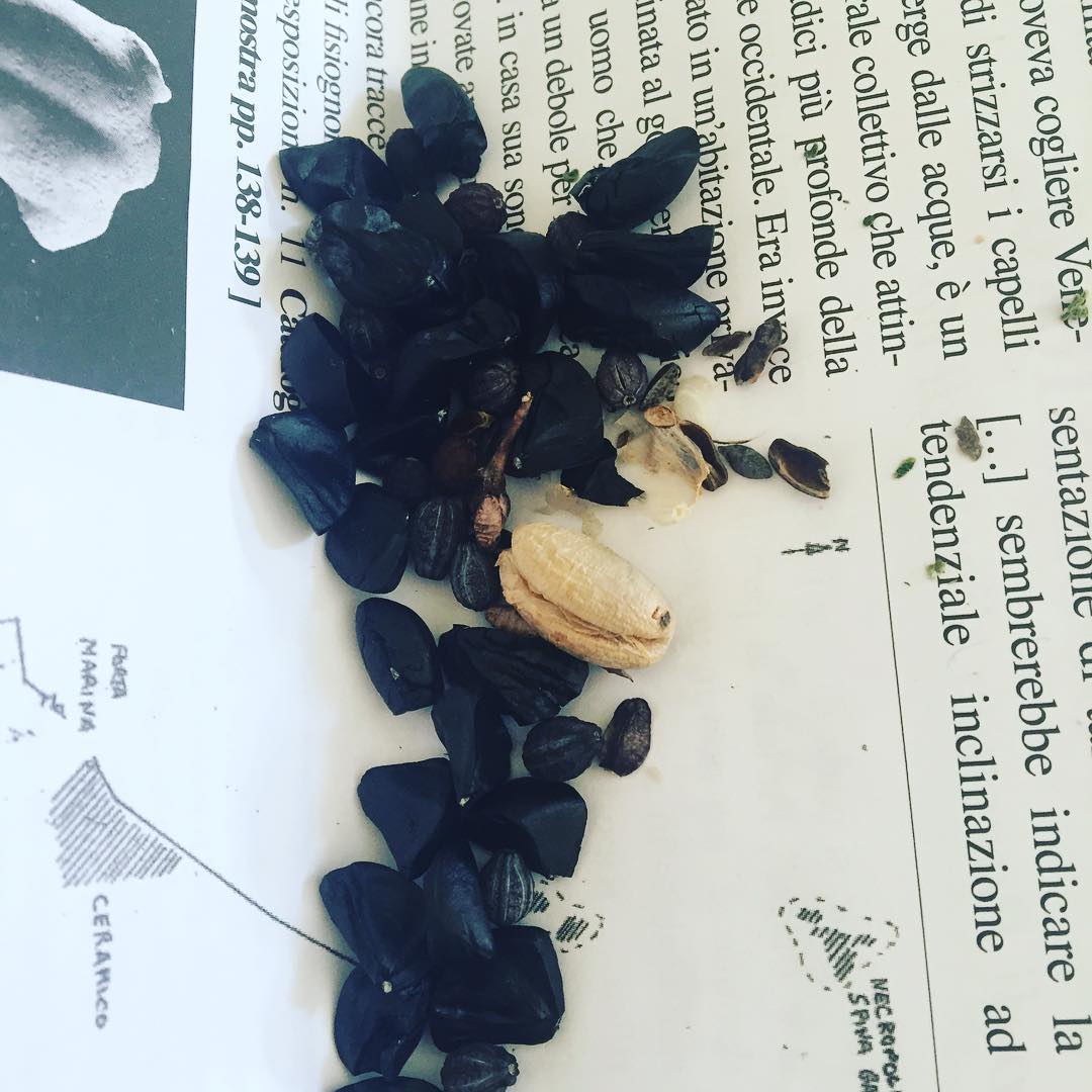 Me he traido unas cuantas semillas de Palinuro  