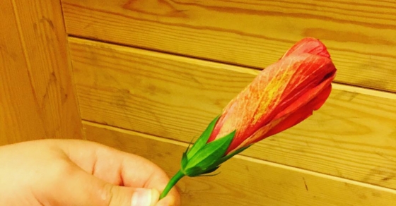 Tenemos flores y tenemos amor #regalodemipeque #haceilusion