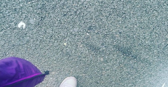 zapatos de roser amills