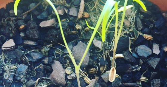 Efectos de unos días de lluvia - Roser Amills, escritora mallorquina