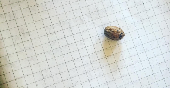 Cuadernos De Roser Amills Hueso De Aceituna