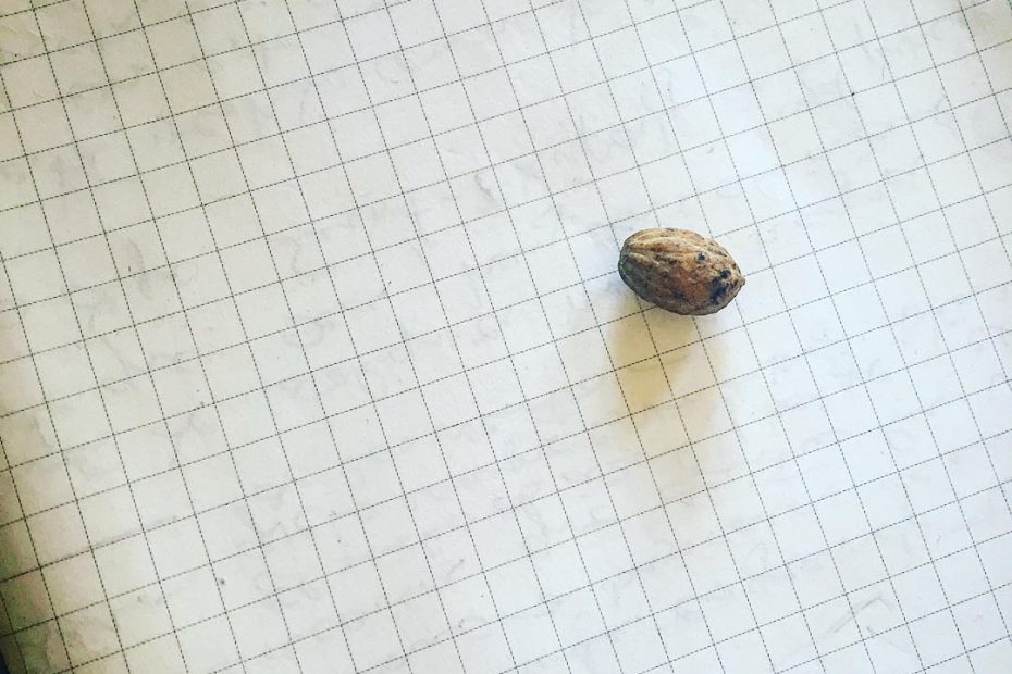 Cuadernos De Roser Amills Hueso De Aceituna