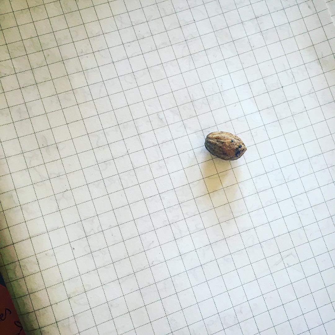 No juzgues el día por la cosecha que has recogido, sino por las semillas que has plantado.
Robert L. Stevenson