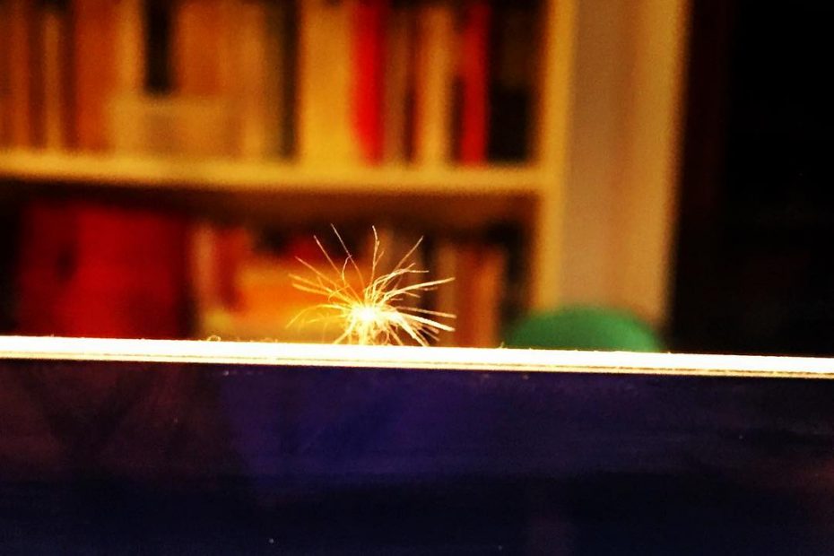 Diente De Leon Ordenador Escribiendo