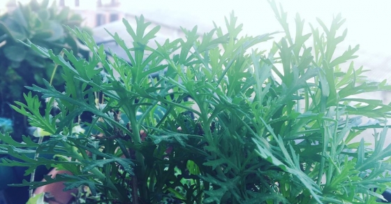 Mis #margaritas rebrotan porque saben que parece otoño pero es primavera ;)) - Roser Amills, escritora mallorquina