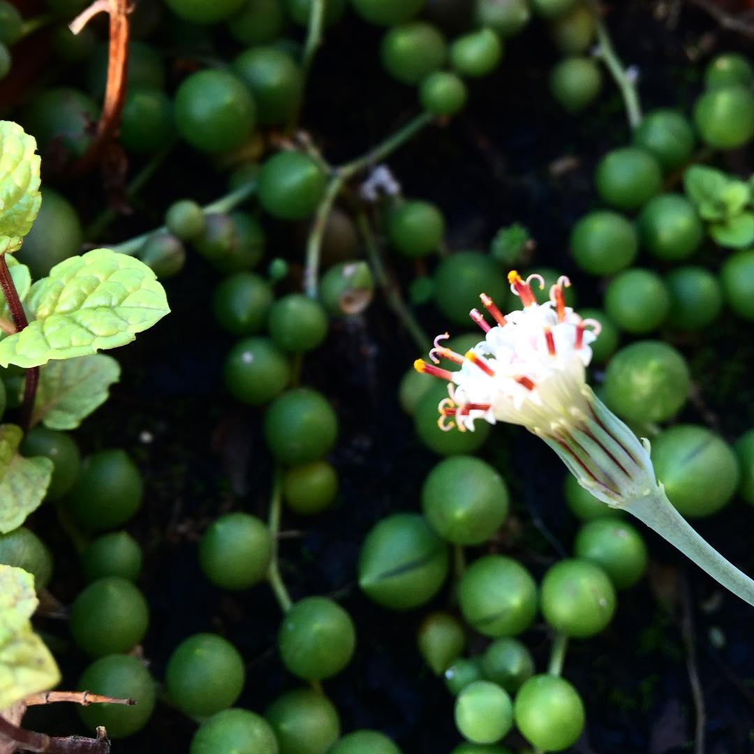 Hay una bonita flor de otoño en mi balcón  