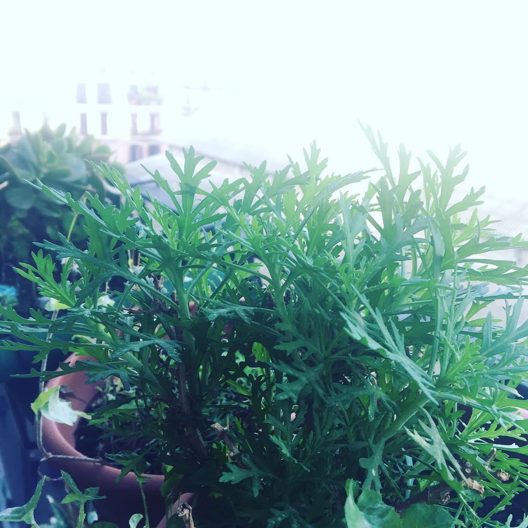 Mis #margaritas rebrotan porque saben que parece otoño pero es primavera  