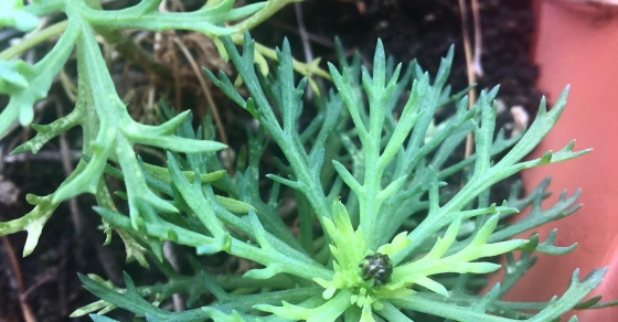 Ya es primavera en mi maceta: mirad el botón de margarita que se está preparando :)) - Roser Amills, escritora mallorquina