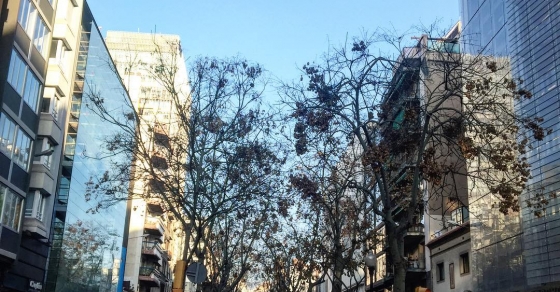 arbres de barcelona