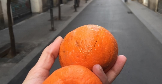 naranjas amargas de las calles del barri de gracia