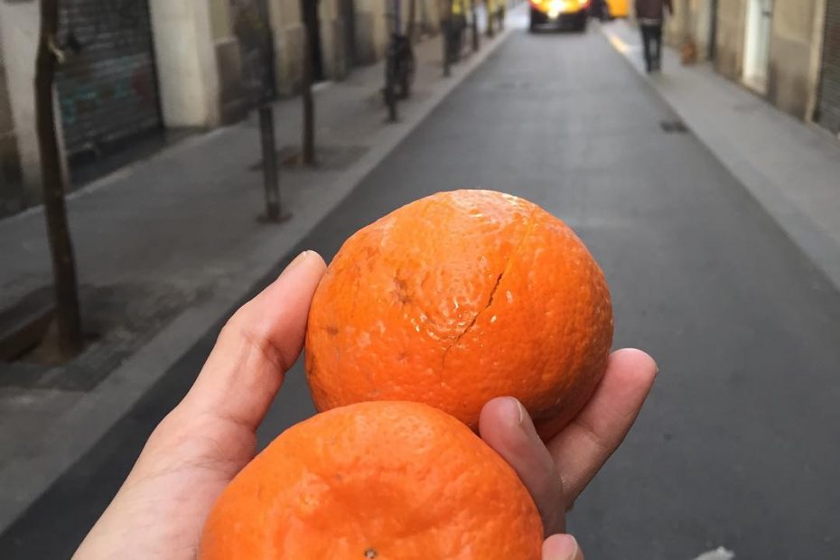 naranjas amargas de las calles del barri de gracia