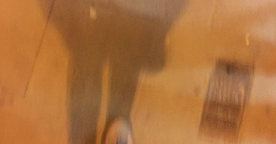 pies de roser amills